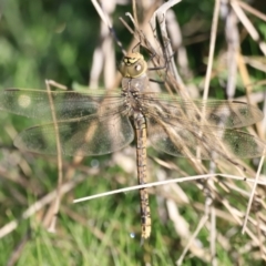 Anax papuensis at Belconnen, ACT - 17 Sep 2023 08:04 AM