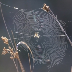 Araneinae (subfamily) (Orb weaver) at Aranda Bushland - 16 Sep 2023 by JimL