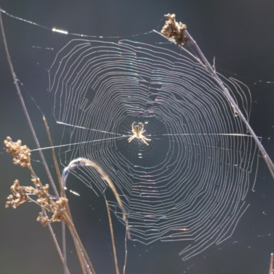 Araneinae (subfamily) (Orb weaver) at Aranda Bushland - 17 Sep 2023 by JimL