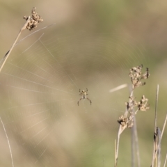 Araneinae (subfamily) at Belconnen, ACT - 17 Sep 2023 08:04 AM