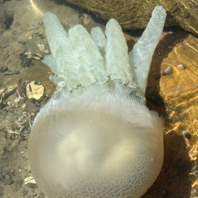 Catostylus mosaicus (Blue Blubber) at Lake Illawarra, NSW - 17 Sep 2023 by lbradley