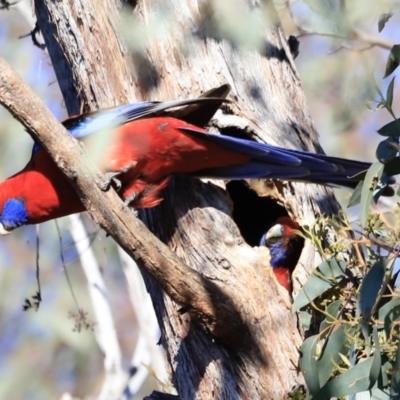 Platycercus elegans (Crimson Rosella) at Aranda, ACT - 17 Sep 2023 by JimL