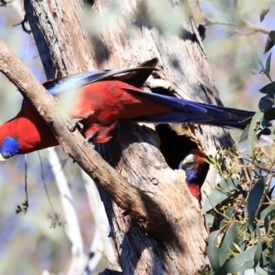 Platycercus elegans (Crimson Rosella) at Aranda Bushland - 16 Sep 2023 by JimL