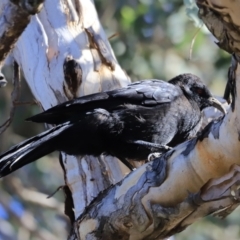 Corcorax melanorhamphos at Aranda, ACT - 17 Sep 2023