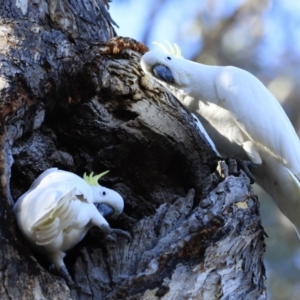 Cacatua galerita at Aranda, ACT - 17 Sep 2023 08:57 AM