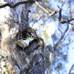 Cacatua galerita at Aranda, ACT - 17 Sep 2023 08:57 AM