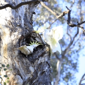 Cacatua galerita at Aranda, ACT - 17 Sep 2023 08:57 AM