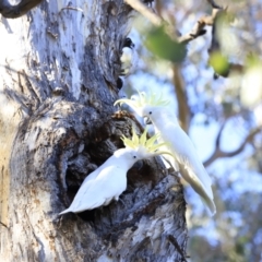 Cacatua galerita at Aranda, ACT - 17 Sep 2023 08:57 AM