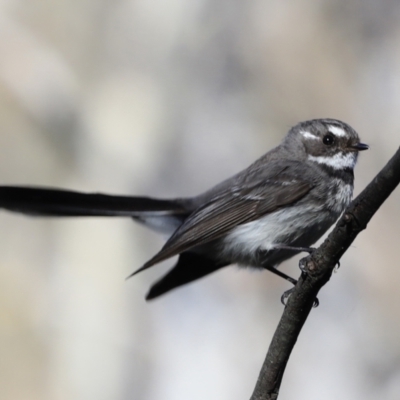 Rhipidura albiscapa (Grey Fantail) at Aranda, ACT - 16 Sep 2023 by JimL