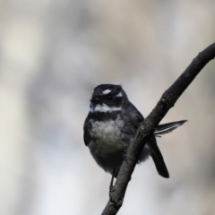 Rhipidura albiscapa at Aranda, ACT - 17 Sep 2023