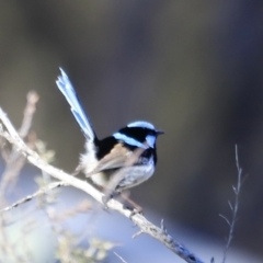 Malurus cyaneus (Superb Fairywren) at Aranda, ACT - 17 Sep 2023 by JimL