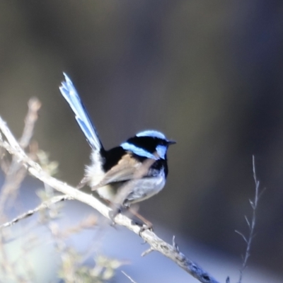 Malurus cyaneus (Superb Fairywren) at Aranda Bushland - 16 Sep 2023 by JimL