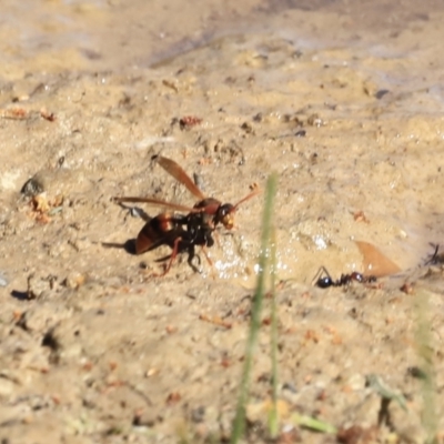 Polistes (Polistella) humilis (Common Paper Wasp) at Aranda Bushland - 16 Sep 2023 by JimL