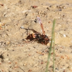 Polistes (Polistella) humilis at Belconnen, ACT - 17 Sep 2023 09:40 AM