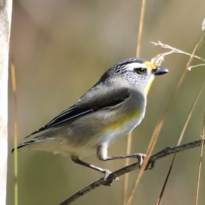 Pardalotus striatus (Striated Pardalote) at Belconnen, ACT - 17 Sep 2023 by JimL