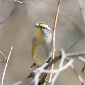 Pardalotus striatus at Belconnen, ACT - 17 Sep 2023