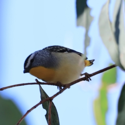 Pardalotus punctatus (Spotted Pardalote) at Aranda Bushland - 16 Sep 2023 by JimL