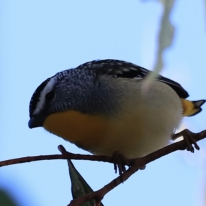 Pardalotus punctatus at Aranda, ACT - 17 Sep 2023