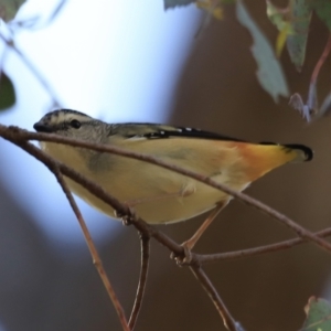 Pardalotus punctatus at Aranda, ACT - 17 Sep 2023