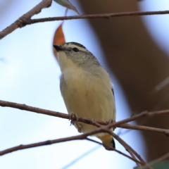 Pardalotus punctatus at Aranda, ACT - 17 Sep 2023