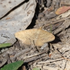 Scopula rubraria (Reddish Wave, Plantain Moth) at Belconnen, ACT - 17 Sep 2023 by JimL