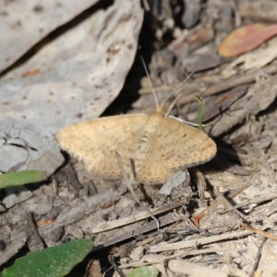 Scopula rubraria (Reddish Wave, Plantain Moth) at Belconnen, ACT - 16 Sep 2023 by JimL