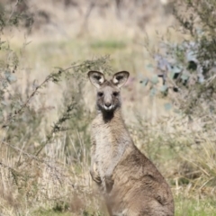 Macropus giganteus (Eastern Grey Kangaroo) at Belconnen, ACT - 17 Sep 2023 by JimL