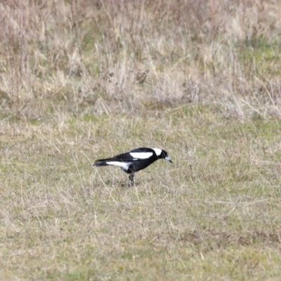 Gymnorhina tibicen (Australian Magpie) at Aranda Bushland - 16 Sep 2023 by JimL