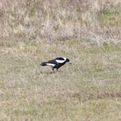 Gymnorhina tibicen at Yarralumla, ACT - 17 Sep 2023 09:57 AM