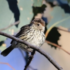 Pyrrholaemus sagittatus (Speckled Warbler) at Aranda Bushland - 16 Sep 2023 by JimL