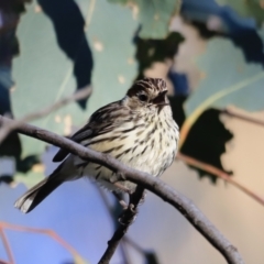 Pyrrholaemus sagittatus at Yarralumla, ACT - 17 Sep 2023 07:12 AM