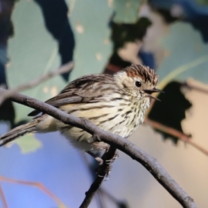 Pyrrholaemus sagittatus at Yarralumla, ACT - 17 Sep 2023