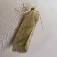 Eublemma inconspicua (Inconspicuous Eublemma) at Jerrabomberra, NSW - 17 Sep 2023 by SteveBorkowskis