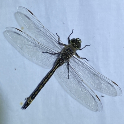 Anax papuensis (Australian Emperor) at QPRC LGA - 16 Sep 2023 by Steve_Bok