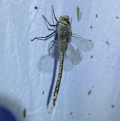 Anax papuensis at Jerrabomberra, NSW - 16 Sep 2023