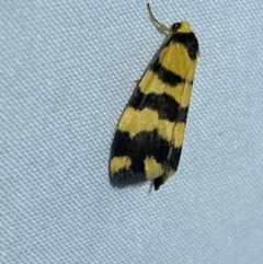 Thallarcha partita (Dark-banded Footman) at Jerrabomberra, NSW - 16 Sep 2023 by Steve_Bok