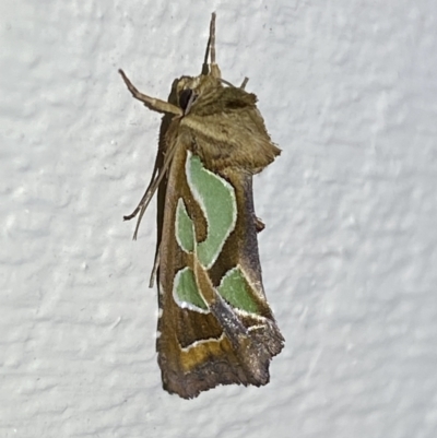 Cosmodes elegans (Green Blotched Moth) at QPRC LGA - 16 Sep 2023 by Steve_Bok