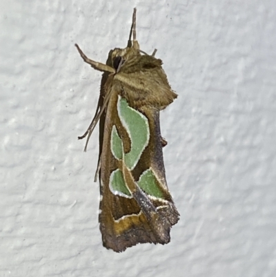 Cosmodes elegans (Green Blotched Moth) at Jerrabomberra, NSW - 16 Sep 2023 by SteveBorkowskis