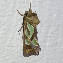Cosmodes elegans (Green Blotched Moth) at Jerrabomberra, NSW - 16 Sep 2023 by Steve_Bok