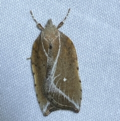 Arachnographa micrastrella (A concealer moth) at QPRC LGA - 16 Sep 2023 by Steve_Bok