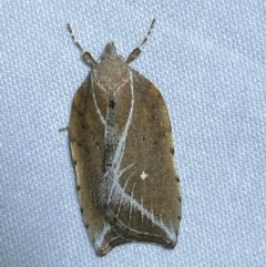 Arachnographa micrastrella (A concealer moth) at Jerrabomberra, NSW - 16 Sep 2023 by Steve_Bok