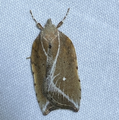 Arachnographa micrastrella (A concealer moth) at Jerrabomberra, NSW - 16 Sep 2023 by Steve_Bok