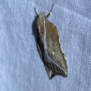 Arachnographa micrastrella at Jerrabomberra, NSW - suppressed