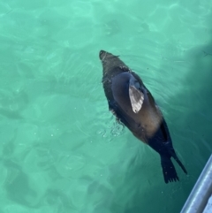 Arctocephalus pusillus doriferus (Australian Fur-seal) at Windang, NSW - 17 Sep 2023 by lbradley