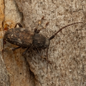 Athemistus sp. (genus) at Cotter River, ACT - 16 Sep 2023