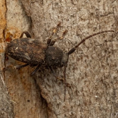 Athemistus sp. (genus) (Ground longhorn beetle) at Cotter River, ACT - 16 Sep 2023 by living