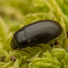 Archeocrypticidae sp. (family) at Cotter River, ACT - 16 Sep 2023