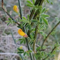 Cytisus scoparius subsp. scoparius (Scotch Broom, Broom, English Broom) at Fadden, ACT - 16 Sep 2023 by KumikoCallaway