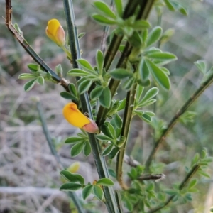 Cytisus scoparius subsp. scoparius at Fadden, ACT - 17 Sep 2023