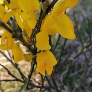 Cytisus scoparius subsp. scoparius at Fadden, ACT - 17 Sep 2023 07:18 AM